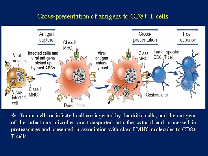 Cross-presentation of antigens to CD 8+ T cells v Tumor cells or infected cell