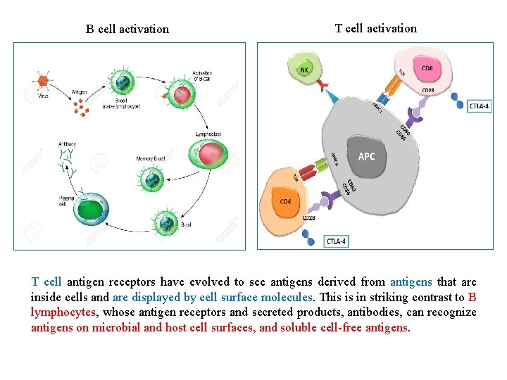 B cell activation T cell antigen receptors have evolved to see antigens derived from