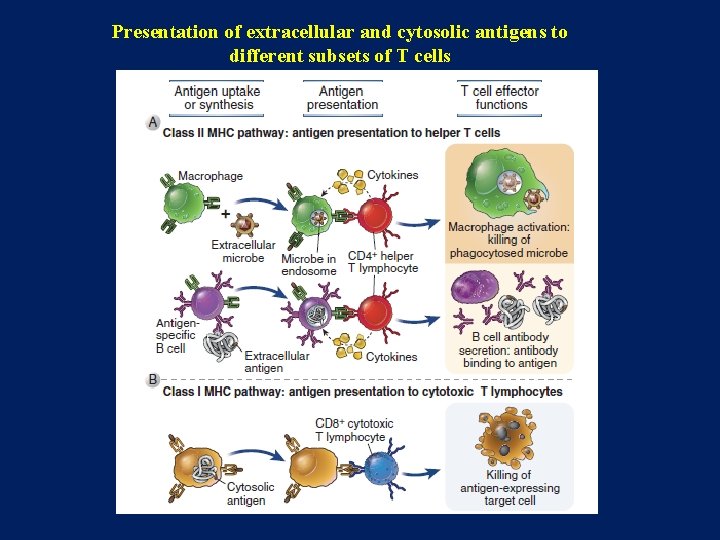 Presentation of extracellular and cytosolic antigens to different subsets of T cells 