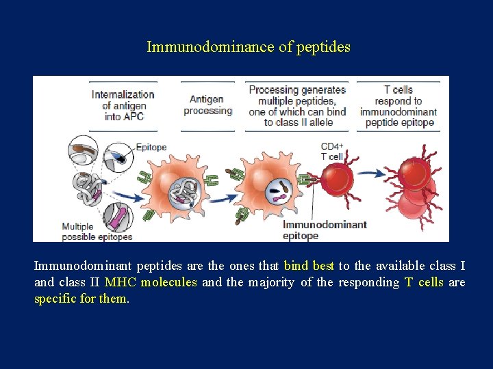 Immunodominance of peptides Immunodominant peptides are the ones that bind best to the available