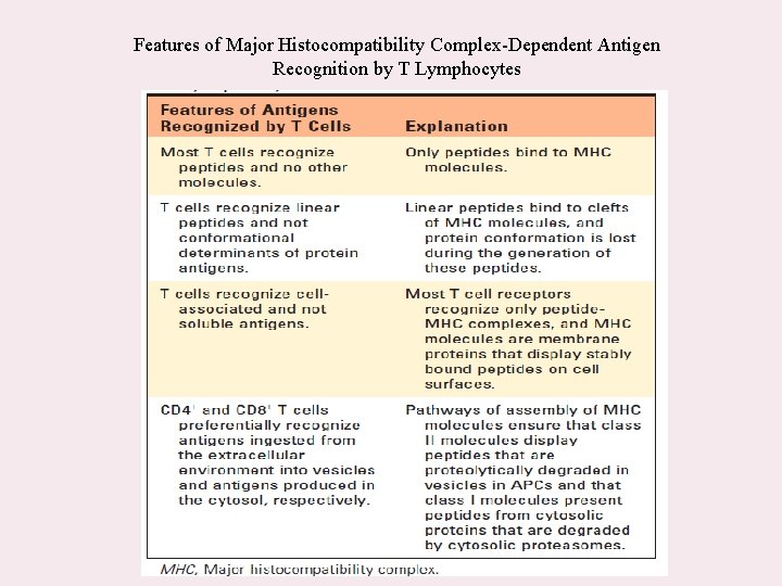 Features of Major Histocompatibility Complex-Dependent Antigen Recognition by T Lymphocytes 