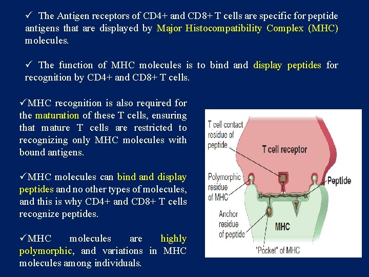 ü The Antigen receptors of CD 4+ and CD 8+ T cells are specific