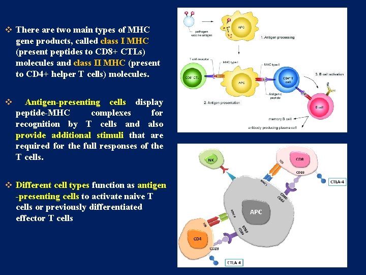 v There are two main types of MHC gene products, called class I MHC