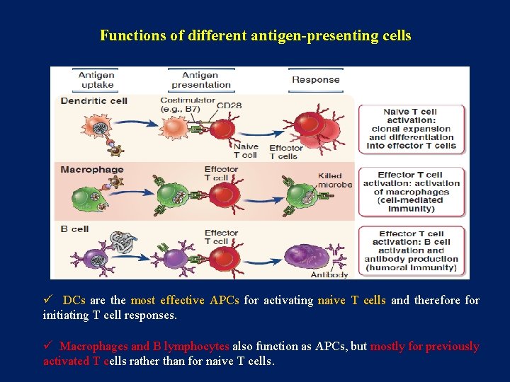 Functions of different antigen-presenting cells ü DCs are the most effective APCs for activating