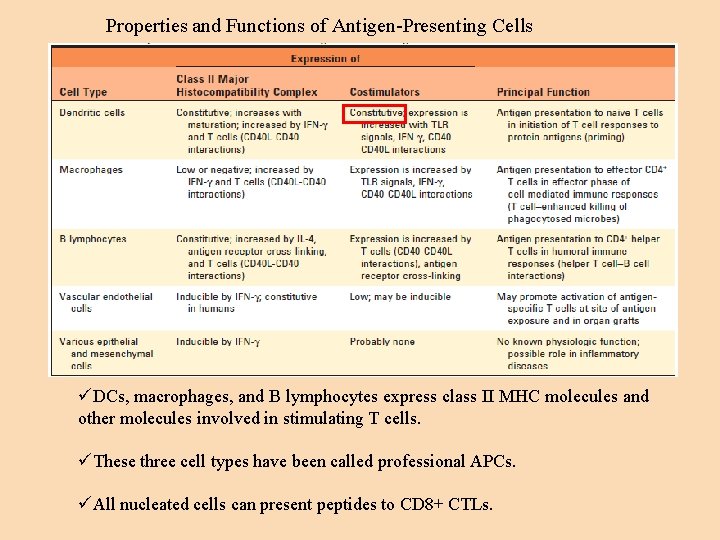 Properties and Functions of Antigen-Presenting Cells üDCs, macrophages, and B lymphocytes express class II