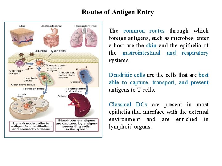 Routes of Antigen Entry The common routes through which foreign antigens, such as microbes,