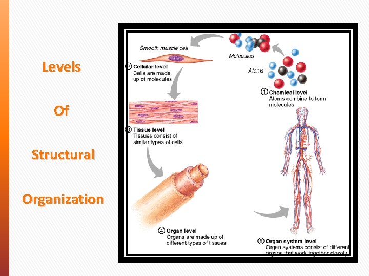 Levels Of Structural Organization 