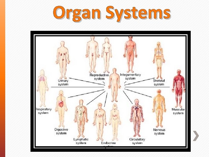 Organ Systems 