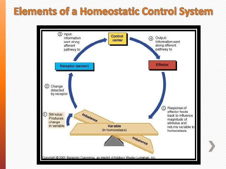 Elements of a Homeostatic Control System 