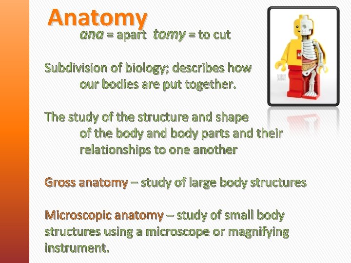 Anatomy ana = apart tomy = to cut Subdivision of biology; describes how our