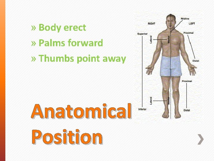 » Body erect » Palms forward » Thumbs point away Anatomical Position 