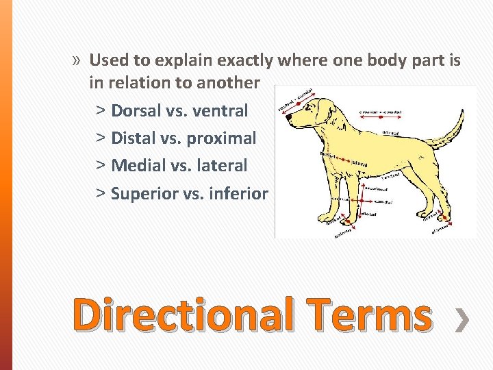 » Used to explain exactly where one body part is in relation to another