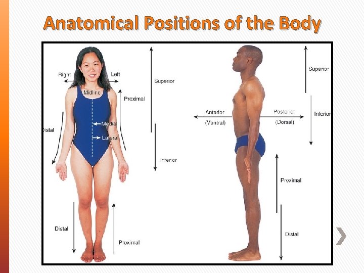 Anatomical Positions of the Body 