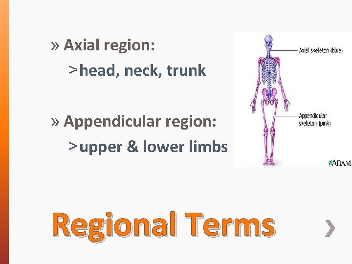 » Axial region: ˃ head, neck, trunk » Appendicular region: ˃ upper & lower