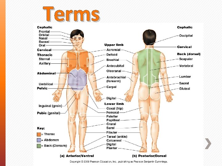Terms 