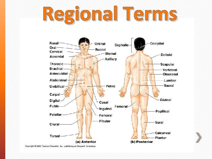 Regional Terms 
