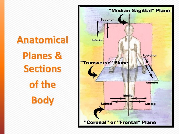 Anatomical Planes & Sections of the Body 