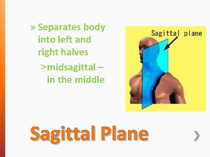 » Separates body into left and right halves ˃ midsagittal – in the middle