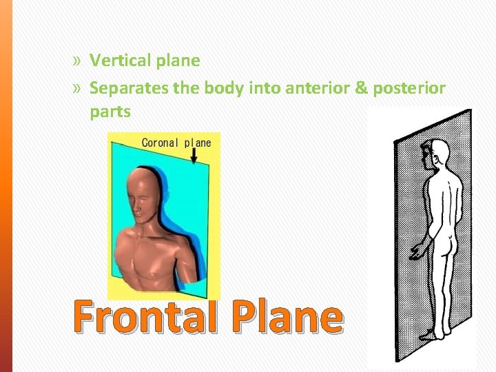 » Vertical plane » Separates the body into anterior & posterior parts Frontal Plane