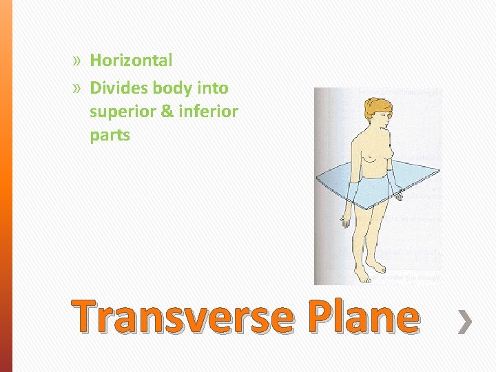 » Horizontal » Divides body into superior & inferior parts Transverse Plane 