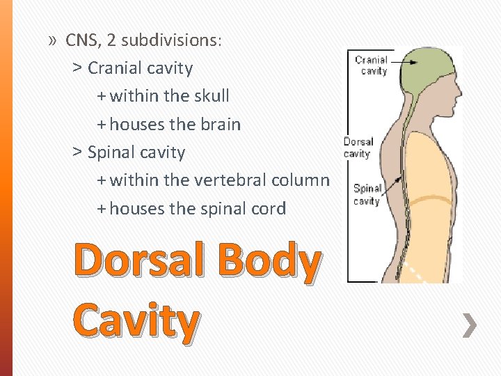 » CNS, 2 subdivisions: ˃ Cranial cavity + within the skull + houses the