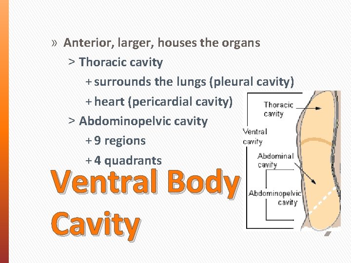 » Anterior, larger, houses the organs ˃ Thoracic cavity + surrounds the lungs (pleural