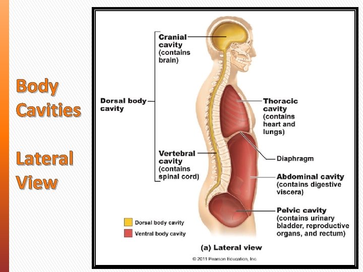 Body Cavities Lateral View 
