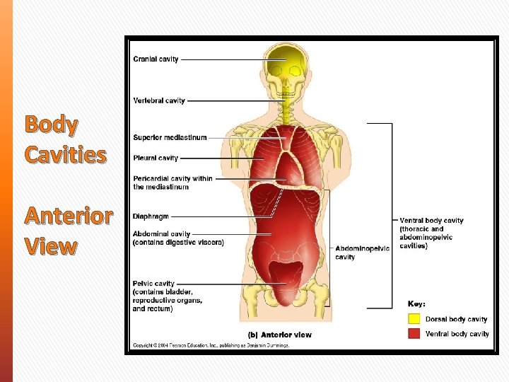 Body Cavities Anterior View 
