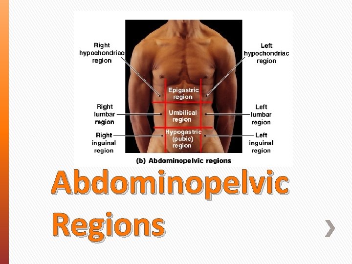 Abdominopelvic Regions 