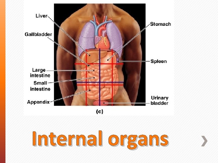 Internal organs 