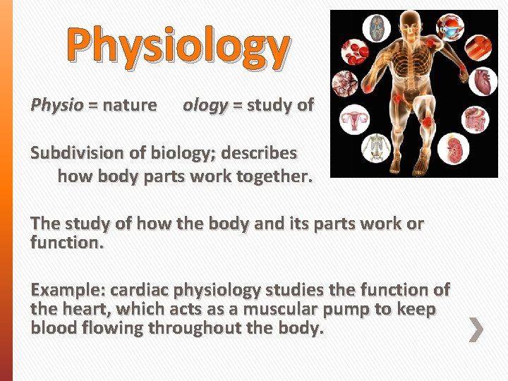 Physiology Physio = nature ology = study of Subdivision of biology; describes how body