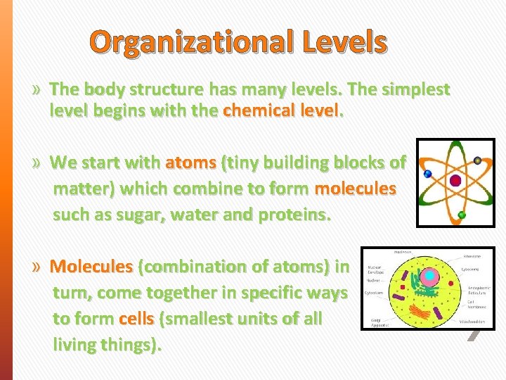 Organizational Levels » The body structure has many levels. The simplest level begins with