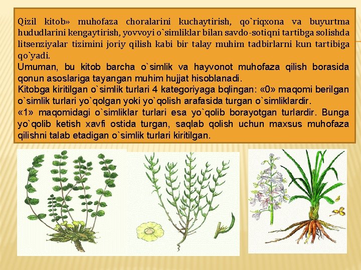 Qizil kitob» muhofaza choralarini kuchaytirish, qo`riqxona va buyurtma hududlarini kengaytirish, yovvoyi o`simliklar bilan savdo-sotiqni