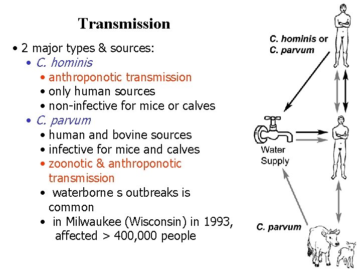 Transmission • 2 major types & sources: • C. hominis • anthroponotic transmission •