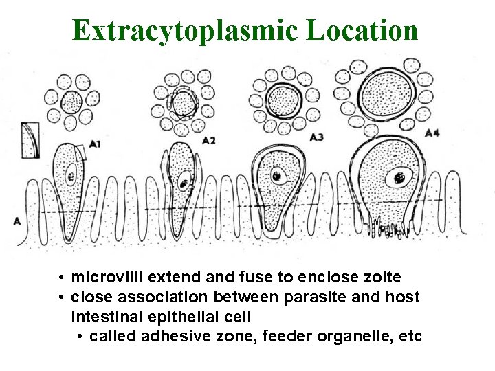Extracytoplasmic Location • microvilli extend and fuse to enclose zoite • close association between