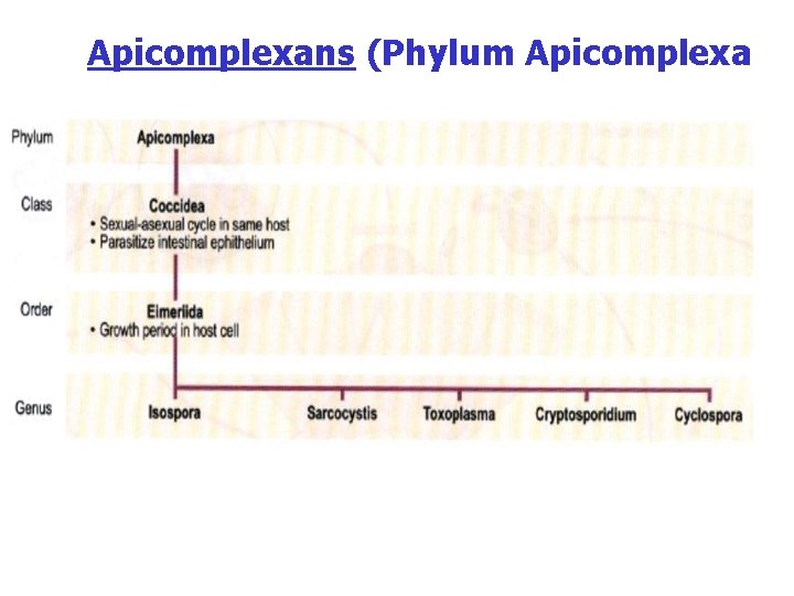 Apicomplexans (Phylum Apicomplexa 