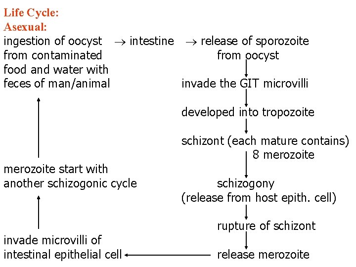 Life Cycle: Asexual: ingestion of oocyst intestine release of sporozoite from contaminated from oocyst