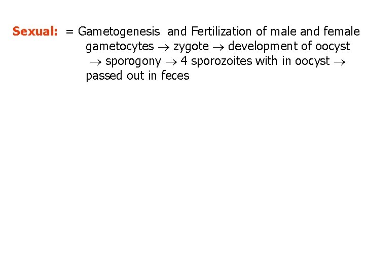 Sexual: = Gametogenesis and Fertilization of male and female gametocytes zygote development of oocyst