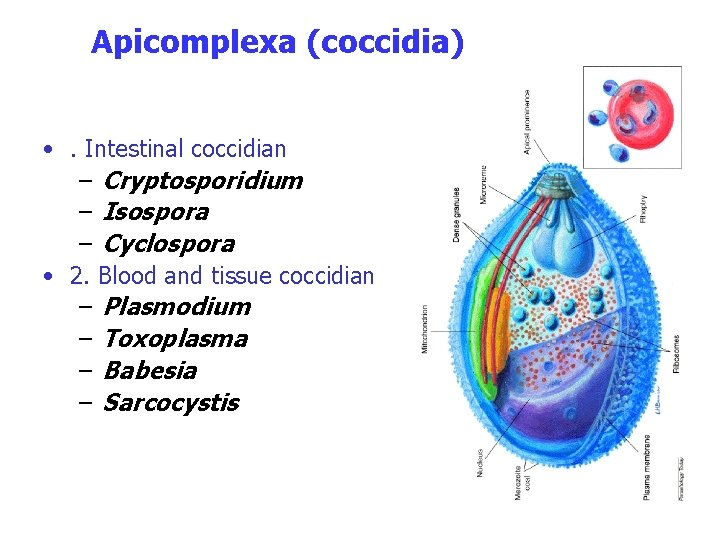 Apicomplexa (coccidia) • . Intestinal coccidian – Cryptosporidium – Isospora – Cyclospora • 2.