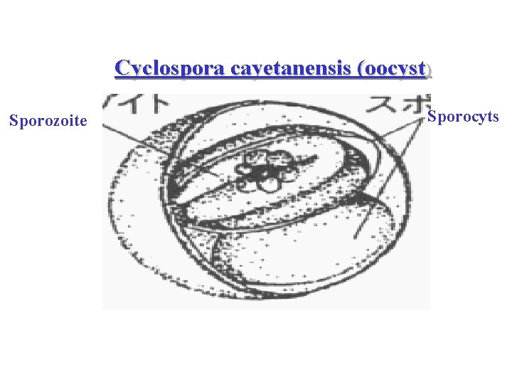 Cyclospora cayetanensis (oocyst) Sporozoite Sporocyts 