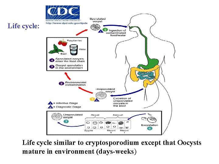 Life cycle: Life cycle similar to cryptosporodium except that Oocysts mature in environment (days-weeks)