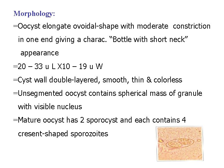 Morphology: =Oocyst elongate ovoidal-shape with moderate constriction in one end giving a charac. “Bottle