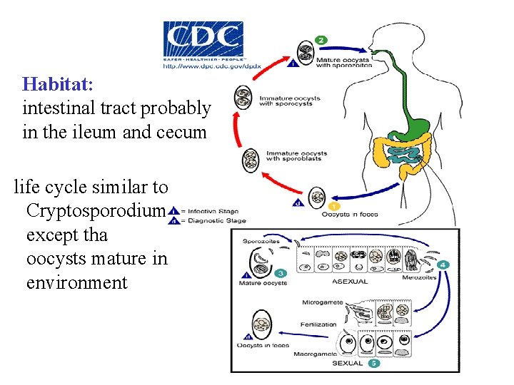 Habitat: intestinal tract probably in the ileum and cecum life cycle similar to Cryptosporodium