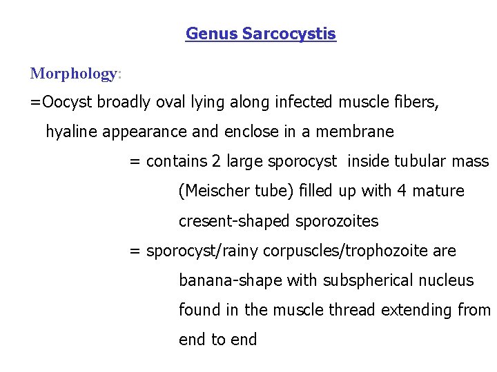 Genus Sarcocystis Morphology: =Oocyst broadly oval lying along infected muscle fibers, hyaline appearance and