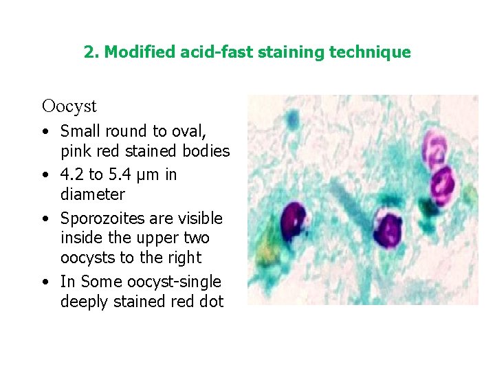 2. Modified acid-fast staining technique Oocyst • Small round to oval, pink red stained
