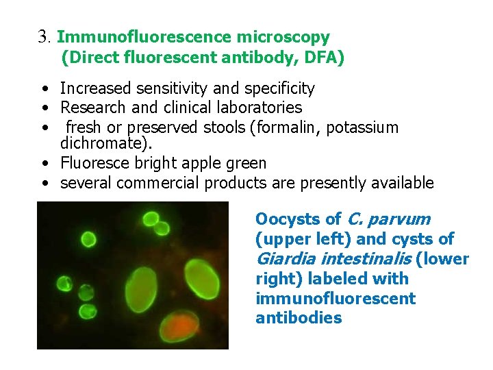 3. Immunofluorescence microscopy (Direct fluorescent antibody, DFA) • Increased sensitivity and specificity • Research