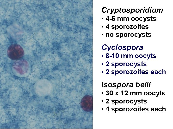 Cryptosporidium • 4 -5 mm oocysts • 4 sporozoites • no sporocysts Cyclospora •