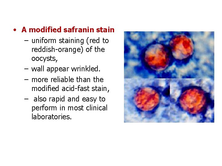  • A modified safranin stain – uniform staining (red to reddish-orange) of the