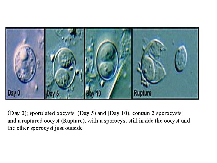 (Day 0); sporulated oocysts (Day 5) and (Day 10), contain 2 sporocysts; and a