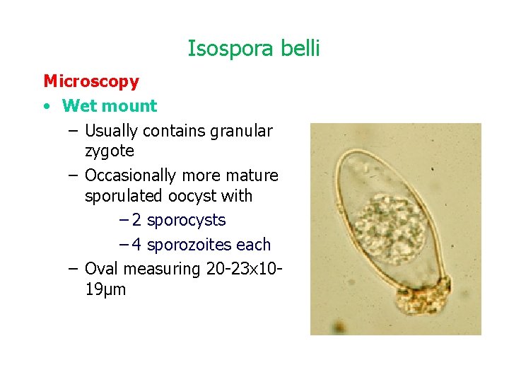 Isospora belli Microscopy • Wet mount – Usually contains granular zygote – Occasionally more